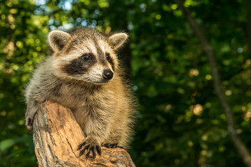 A baby raccoon climbing an old tree stump in the woods.