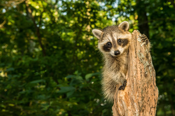 A baby raccoon climbing in the woods.