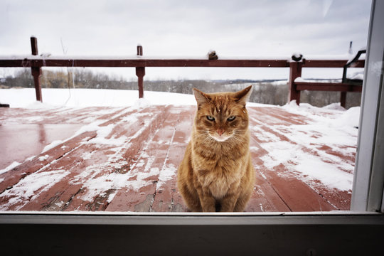 Portrait of cat looking through window