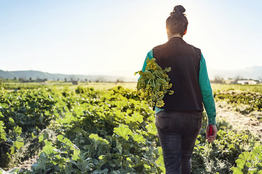 Rear view of woman holding plants while walking on farm against clear sky