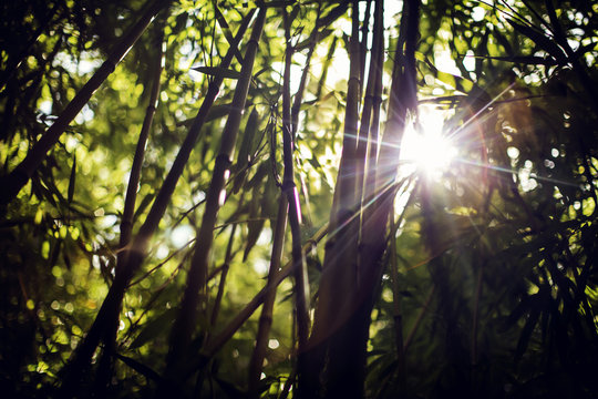 Sun shinning through bamboo plants