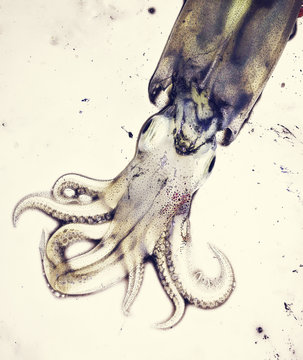 Overhead view of squid at beach