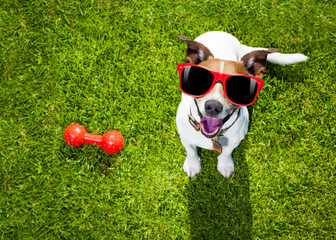 dog playing with toy or bone