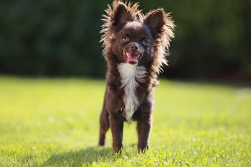 piccolo cane meticcio