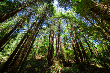Fototapeta premium Beautiful shot of the deep woods full of green trees in the American West