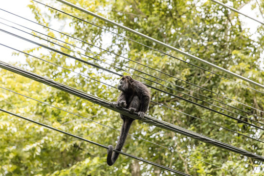 Low angle view of monkey sitting on power lines against tree