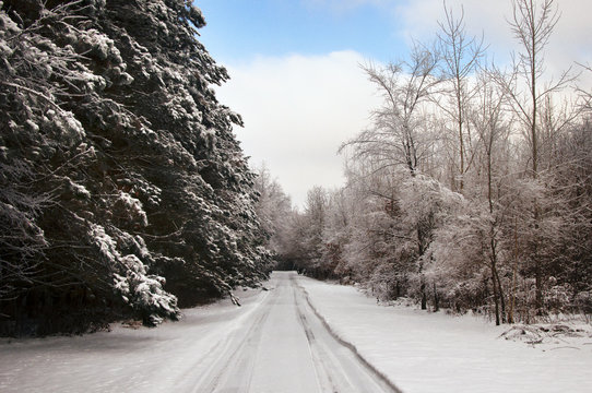 View of snow covered street and trees in forest