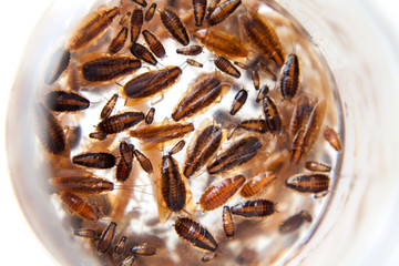 Group of German cockroaches of different ages, background