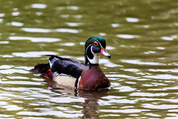 Wood duck male or Carolina duck is a species of perching duck found in North America. It is one of the most colorful North American waterfowl. They come to northern Canada to breed in summer in trees.