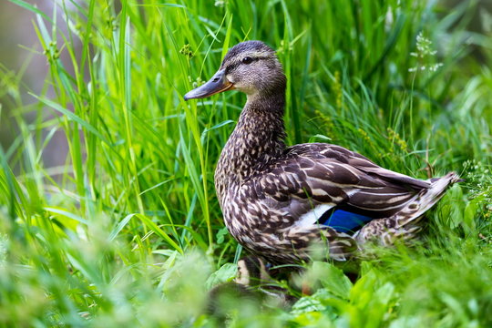 Mother mallard with chicks near by. The ever alert mother is keeping watch for predators, ready to plunge back into the pond.