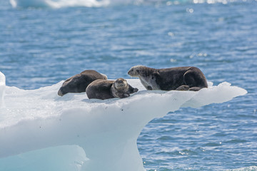 Sea Otters on an Ice Berg