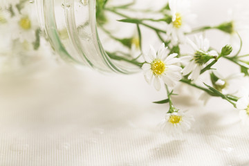 Sweet flowers, Gypsophila paniculata.