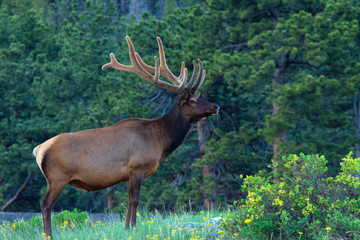 Naklejka na ściany i meble Full body Bull Elk standing in the trees