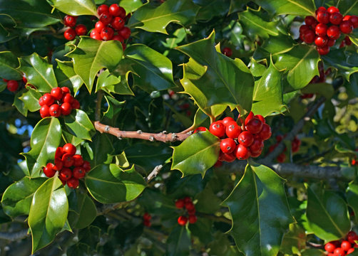 Christmas Holly Tree Red Berries And Green Leaves Background In