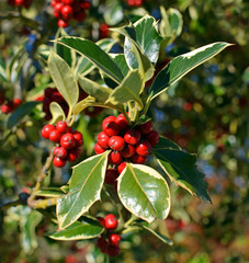 Christmas Holly Tree Closeup of Berries and Green Variegated Lea