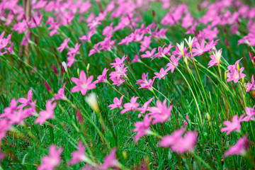 beautiful purple rain lily flower