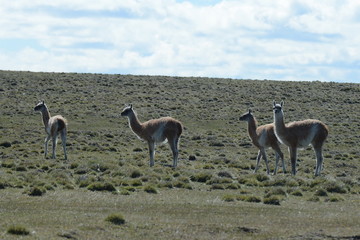 Guanaco in Tierra del Fuego.