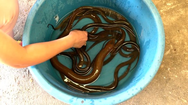 big eel in bucket - pile of brown eels in maket
