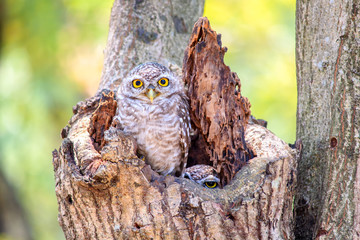Little Owls in a hollow tree
