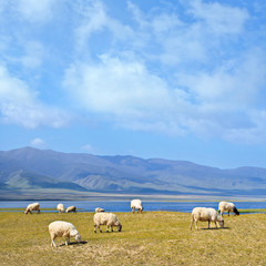 Fototapeta premium Grazing sheep at 3200 meter altitude Qinghai Lake, Qinghai province, China