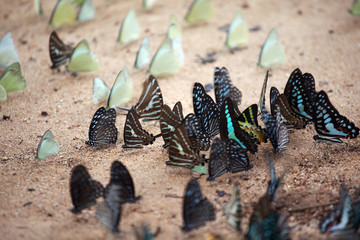 lot of colorful butterfly background.