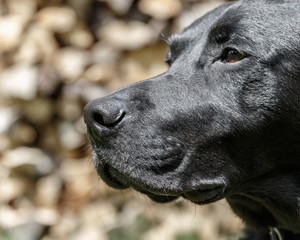 Labrador Retriever Portrait