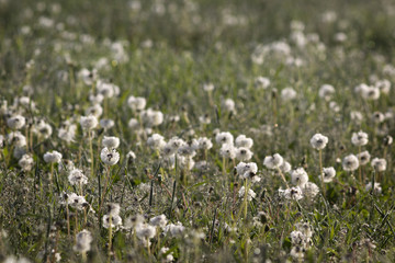 Flower fields in the early morning. White dandelions.