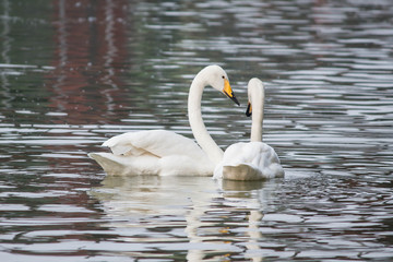 Naklejka premium The graceful swan