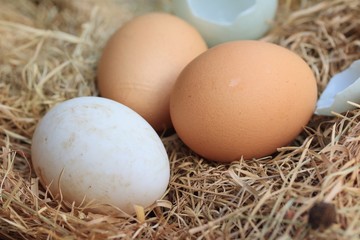 Fresh egg and duck eggs