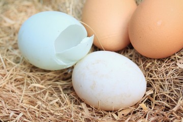 Fresh egg and duck eggs