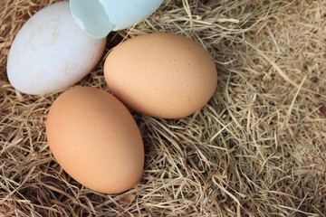 Fresh egg and duck eggs