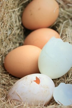 Fresh egg and duck eggs