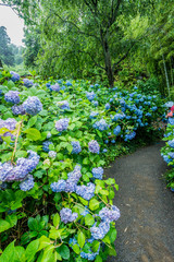 Hydrangea in rain