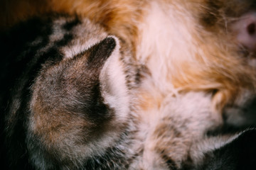 Little Tabby Kitten Fur Macro
