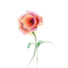 Watercolor painting poppy flower. Isolated flower on white background. Pink and red poppy flower painting. Hand painted watercolor floral, flower background.