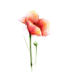 Fototapeta premium Watercolor painting poppy flower. Isolated flower on white background. Pink and red poppy flower painting. Hand painted watercolor floral, flower background.