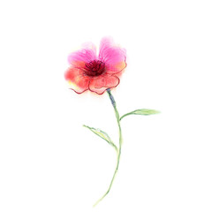 Obraz premium Watercolor painting poppy flower. Isolated flower on white background. Pink and red poppy flower painting. Hand painted watercolor floral, flower background.