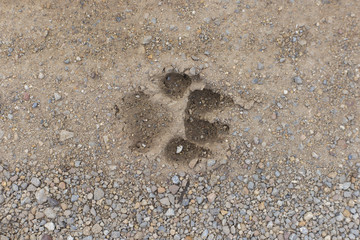 Footprint of Dog on Soil