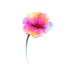 Obraz premium Watercolor painting poppy flower. Isolated flower on white background. Pink and red poppy flower painting. Hand painted watercolor floral, flower background.