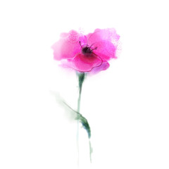 Obraz premium Watercolor painting poppy flower. Isolated flower on white background. Pink and red poppy flower painting. Hand painted watercolor floral, flower background.