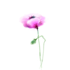 Obraz premium Watercolor painting poppy flower. Isolated flower on white background. Pink and red poppy flower painting. Hand painted watercolor floral, flower background.