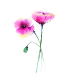 Obraz premium Watercolor painting poppy flower. Isolated flowers on white background. Pink and red poppy flower painting. Hand painted watercolor floral, flower background.