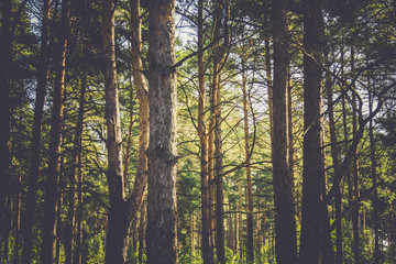 Fototapeta na wymiar Pine Trees Macro Filtered
