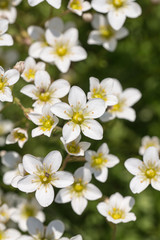 White flowering saxifrage