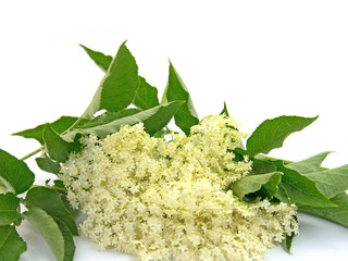 Holunderblüten, Sambucus nigra