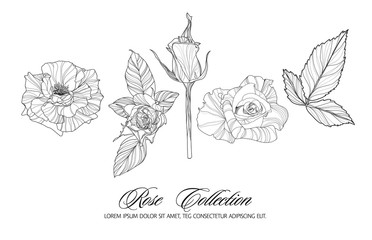Rose sketch collection. Hand drawn flower set.