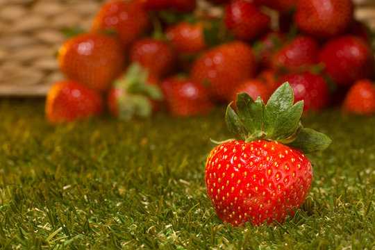 Closeup pocture of juicy strawberry represented on green grass. Single fresh red strawberry isolated on fresh strawberries background.