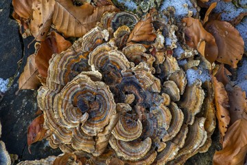 Multicolored polypore mushroom on an old tree with dried leaves 