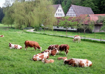 ländliche Idylle im Siebenmühlental bei Stuttgart
