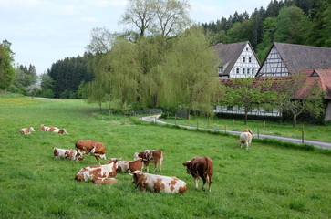 ländliche Idylle im Siebenmühlental bei Stuttgart © msl33